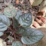 Strobilanthes alternata Hoja