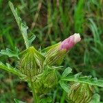 Hibiscus trionumCvet