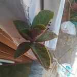 Euphorbia umbellata Frucht