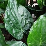 Alocasia cucullata পাতা