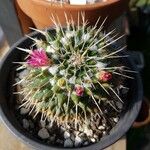 Mammillaria winterae Flower