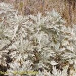 Artemisia gorgonum кора