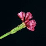 Eriogonum luteolum Blomma