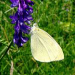 Vicia cracca Virág