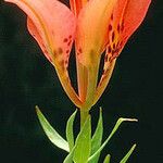 Lilium philadelphicum Λουλούδι