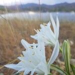 Pancratium maritimumBlomma