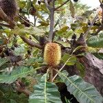 Banksia robur फूल