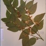 Capparis olacifolia