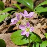 Claytonia caroliniana Flor