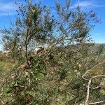 Genista florida Habit