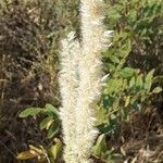 Melica ciliata Цветок