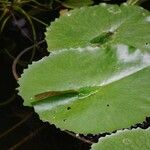 Adiantum reniforme Folio