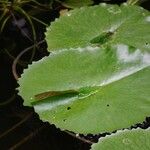 Adiantum reniforme Foglia