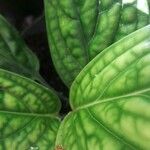 Monstera siltepecana Yaprak