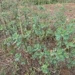 Indigofera arrecta Folha