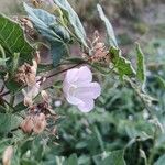 Convolvulus arvensisFlower