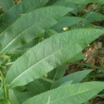 Senecio cacaliaster Folha