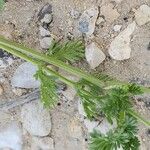 Anisosciadium orientale Ekosanga