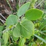 Capparis cartilaginea Leaf