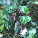 Jasminum laurifolium Virág