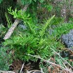 Acrostichum danaeifolium Folla
