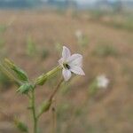 Nicotiana longiflora Кветка