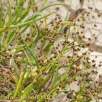 Juncus heterophyllus Hàbitat