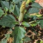 Datura wrightiiপাতা