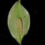 Spathiphyllum montanum Çiçek