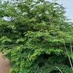 Mimosa caesalpiniifolia Хабит