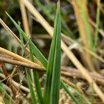 Agrostis foliata 叶