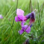 Lathyrus linifoliusKvet