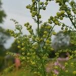 Artemisia annua Flower