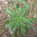 Oenothera suaveolens Leaf