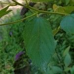 Ceanothus americanus Leaf