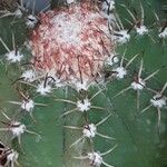 Melocactus matanzanus Liść