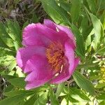 Paeonia officinalisFlower