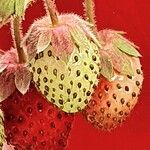 Fragaria × ananassaFruchs