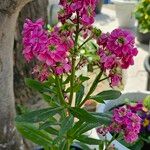 Matthiola incana Blad