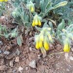 Onosma dichroantha Цветок