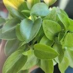 Peperomia scandens Liść