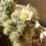 Mammillaria prolifera Листок