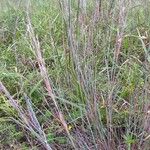 Schizachyrium scoparium Blatt