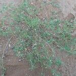 Indigofera senegalensis 整株植物