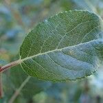 Salix myrsinifolia Лист