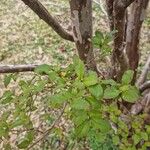 Plinia cauliflora Blatt