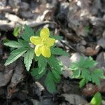 Anemone ranunculoides Flower