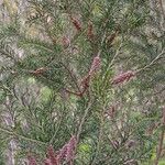 Melaleuca armillarisBlad