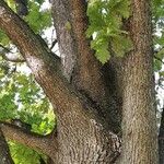 Quercus frainetto Агульны выгляд