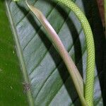 Anthurium ramonense Corteza